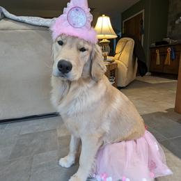 Golden Retriever All Grown Up from Beachwood Golden Retrievers