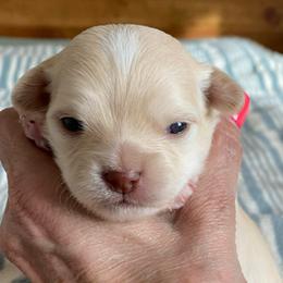 Finn - Cream male Chihuahua puppy in Red Bluff, California from Lane’s Little Long Coats