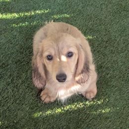 Moe - Cream male Dachshund puppy in Central Point, Oregon from MRS Long Dog Ranch