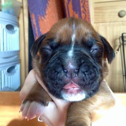 Boxer Puppies from Vintage Boxers