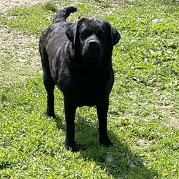 Labrador Retriever Puppies from Showtime Labradors