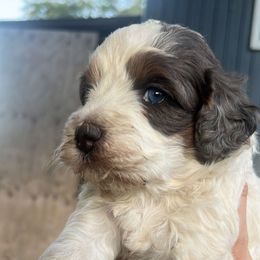 Juliette - Tri-color female Bernedoodle puppy in Sandy, Oregon from MC Doodles