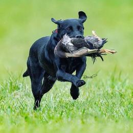 Labrador Retriever puppies from Sporting Ridge K9’s