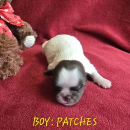 Shih Tzu Puppies from Nique's Shih Tzus