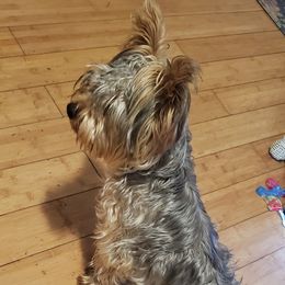 Goldi - Yorkshire Terrier