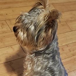 Goldi - Yorkshire Terrier
