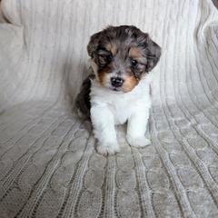 Holly - female Australian Mountain Doodle puppy in Winchester, Virginia from Morningstar Goldendoodles