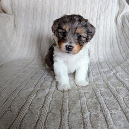 Holly - female Australian Mountain Doodle puppy in Winchester, Virginia from Morningstar Goldendoodles