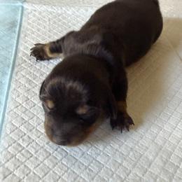 Girl 3 - Black and tan female Dachshund puppy in Tonopah, Arizona from Brandie's Dachshunds