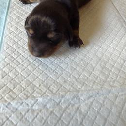 Girl 3 - Black and tan female Dachshund puppy in Tonopah, Arizona from Brandie's Dachshunds