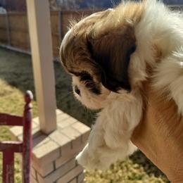 Shih Tzu Puppies from R&R Shih-Tzus