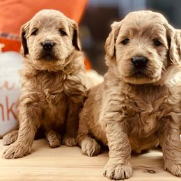 Goldendoodle and Golden Retriever Puppies from California Golden Love