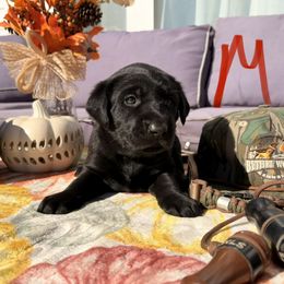 Red - Black male Labrador Retriever puppy in Talking Rock, Georgia from Bethel Woods Kennels