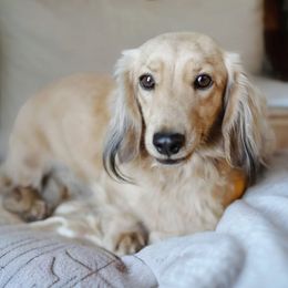 Hanny - Dachshund