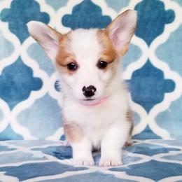 American Corgi and Pembroke Welsh Corgi Puppies from Whimsical Treasure Corgis