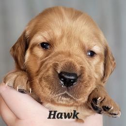 Hawk - Dark golden male Golden Retriever puppy in Scurry, Texas from 07 Seven Oaks Goldens and Doodles