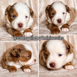 Sandy - Red merle female Miniature Australian Shepherd puppy in Buchanan, Georgia from Stanleyville Farm Mini Aussies