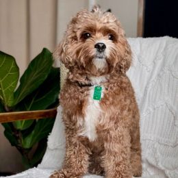 Ember - Cavapoo