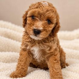 Winnie the Pooch - Red  male Poodle puppy in Surprise, Arizona from Gentle Paw Poodles and Doodles