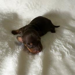 Dax - Chocolate and tan male Dachshund puppy in Glen Saint Mary, Florida from 🍯 Honey Pot Dachshunds 🐾