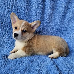 Mr. Cheddar - Red male Pembroke Welsh Corgi puppy in Castle Rock, Washington from Heckman Corgis