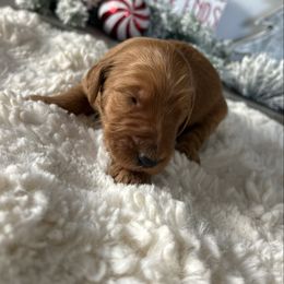 Boy 4 - Apricot male Goldendoodle puppy in San Diego, California from Southside Doodles