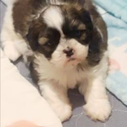 Boy 1 - Black and white male Shih Tzu puppy in Belleville, Michigan from Patricia's Heavenly Earth Angels