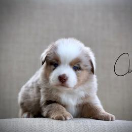 Moe - Red merle male Miniature Australian Shepherd puppy in Prague, Oklahoma from Clay Creek Aussies