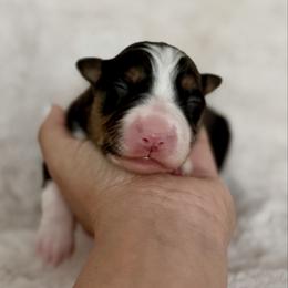 Girl 1 - Tri-color female Border Collie puppy in Morriston, Florida from Garcia Family Farms