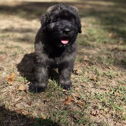Watchamacallit - Brindle male Bouvier des Flandres puppy in Drury, Missouri from Black Bears Critters