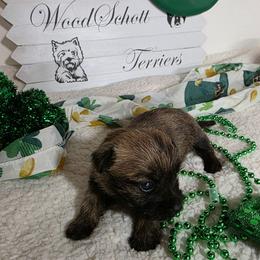 Mr Blue - Red brindle male Cairn Terrier puppy in Savannah, Missouri from WoodSchott Cairn Terriers