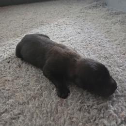 Dutch brindle male - Black brindle male Dutch Shepherd puppy in Signal Mountain, Tennessee from Torgun Police Dogs