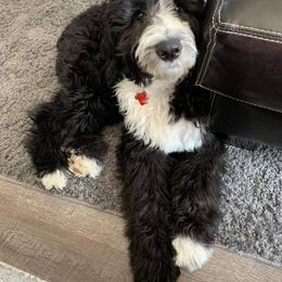 Sheepadoodle Puppies from Oak Valley Kennels