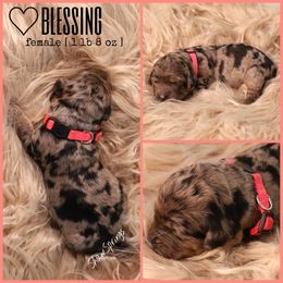 Double Doodle, Goldendoodle, and Sheepadoodle Puppies from Shaw Spring's Canines