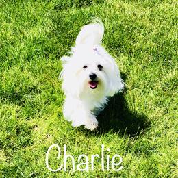 Charlie - Maltese