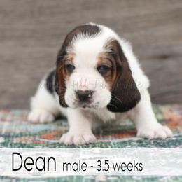 Dean - Black white and brown male Basset Hound puppy in Jefferson City, Missouri from Triple Hill Farm