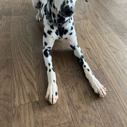 Darrfield’s Ebenezer Scrooge - White and black Dalmatian puppy in Richmond, Virginia from Darrfield
