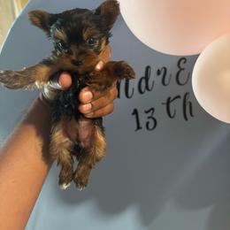 Sheila - Black and gold female Yorkshire Terrier puppy in Pomona, California from Lunio's Yorkies