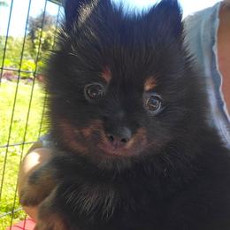 Morgan the Black - Black and tan male Pomeranian puppy in Port Angeles, Washington from Pacific Northwest Pomeranians