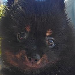 Morgan the Black - Black and tan male Pomeranian puppy in Port Angeles, Washington from Pacific Northwest Pomeranians