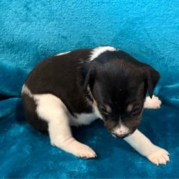 Athens - Black white and tan male Rat Terrier puppy in Savoy, Texas from Rockin EZ Rat Terriers