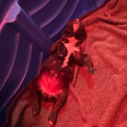 Miss Coral - Brindle female Boxer puppy in Searcy, Arkansas from St. John’s Boxer Butts