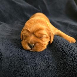 Lucky - Ruby female Cavalier King Charles Spaniel puppy in Sunny Valley, Oregon from Sunny Valley Cavaliers
