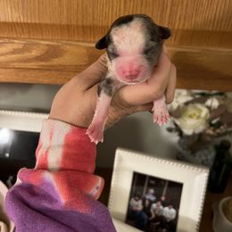 Blue Merle female - Blue merle Miniature Australian Shepherd puppy in Buchanan, Georgia from Stanleyville Farm Mini Aussies