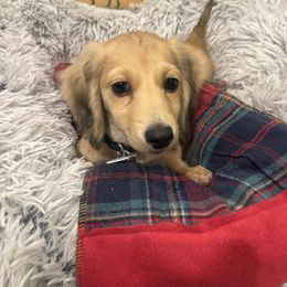 Cinnamon (AKC) - Cream male Dachshund puppy in Marshfield, Missouri from Hilltop Kennel LLC