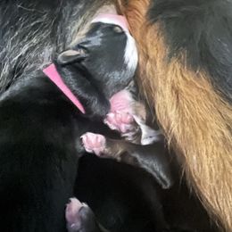 Pink girl - Black rust and white female Bernese Mountain Dog puppy in Mora, New Mexico from Berners of New Mexico