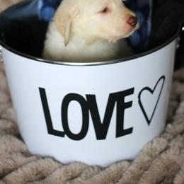 Labradoodle and Labrador Retriever Puppies from Moore than Dogs