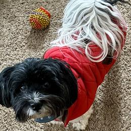 Havanese from Rose Hill Havanese