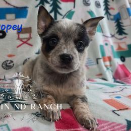 Dopey - Blue male Australian Cattle Dog puppy in Silsbee, Texas from Rockin ND Ranch