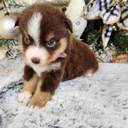Chloe (blue eyes) - Red tri female Miniature Australian Shepherd puppy in Lakeland, Florida from Sunshine Mini Aussies